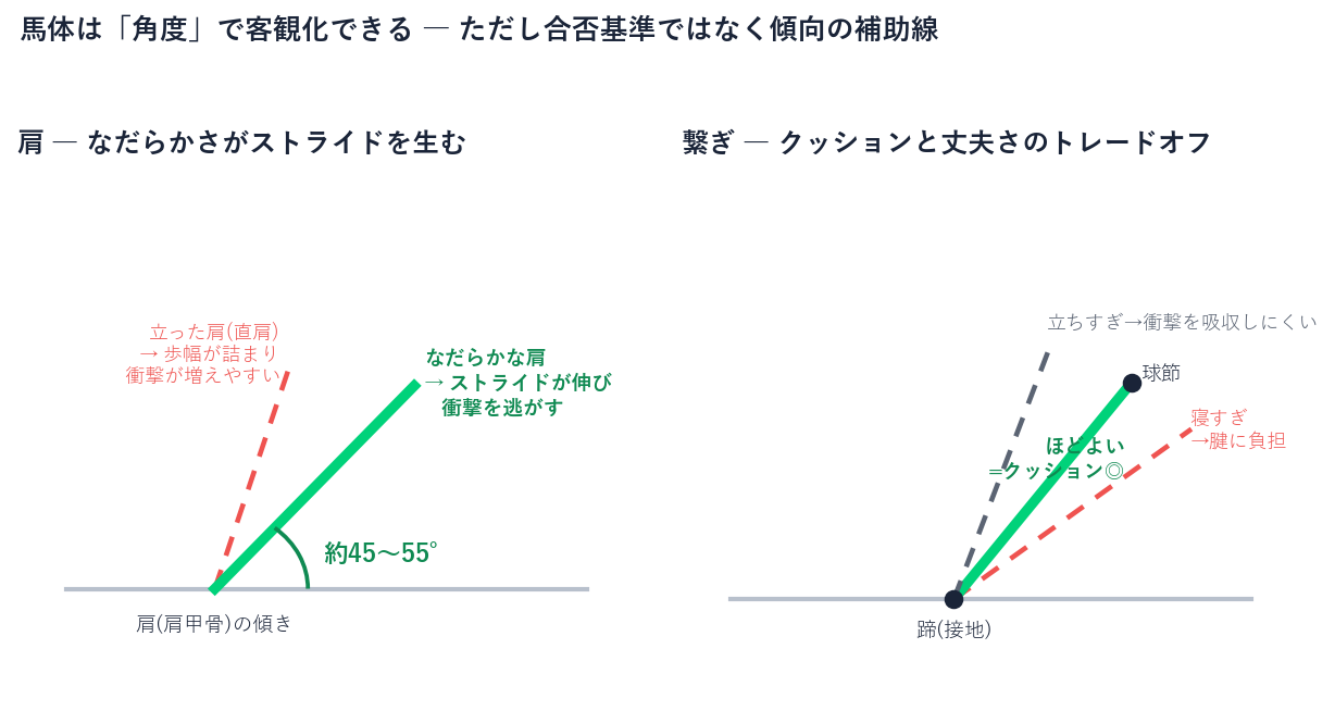 競走馬のシルエットに肩の角度(約45〜55度)と繋ぎの角度を補助線で示した図解。なだらかな肩とほどよい繋ぎの角度が衝撃吸収とストライドに関わることを表す