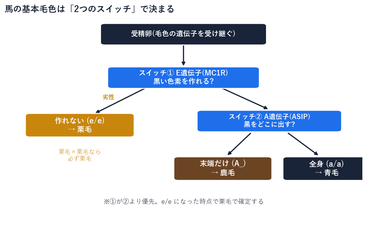 馬の基本毛色がE遺伝子(MC1R)とA遺伝子(ASIP)の2つのスイッチで栗毛・鹿毛・青毛に分岐するフローチャート
