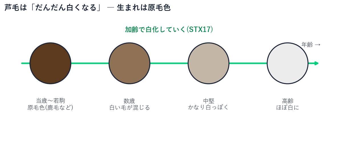 芦毛の馬が生まれたときは原毛色で、加齢とともに白化していくタイムラインを示した図