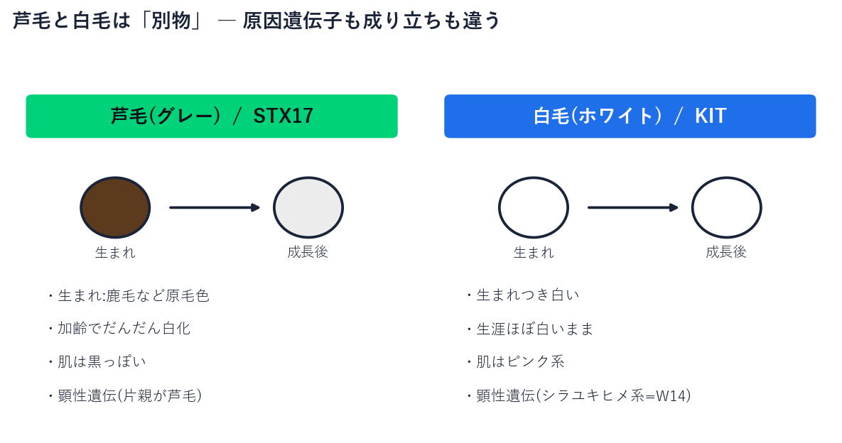 芦毛(STX17・生まれは有色で加齢白化)と白毛(KIT・生まれつき白で肌ピンク)の違いを対比した図