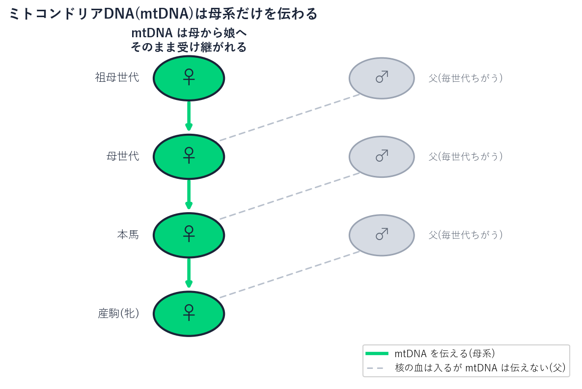 ミトコンドリアDNAが母から娘へまっすぐ伝わり、各世代の父は核の血は渡すがmtDNAは伝えないことを示した図